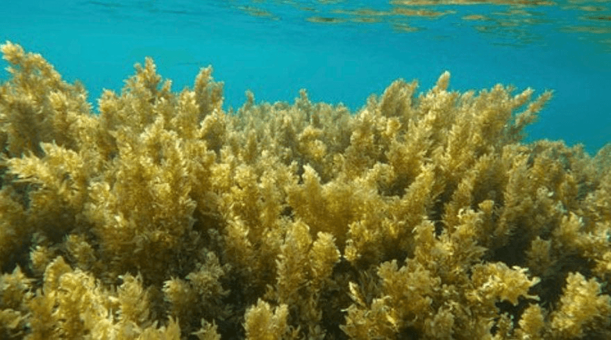 Brown seaweed harvested along the Tanzanian coast